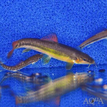 Rainbow Mountain Loach (Micronemacheilus pulcher)