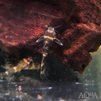 Dwarf Synodontis Catfish (Microsynodontis batesii)