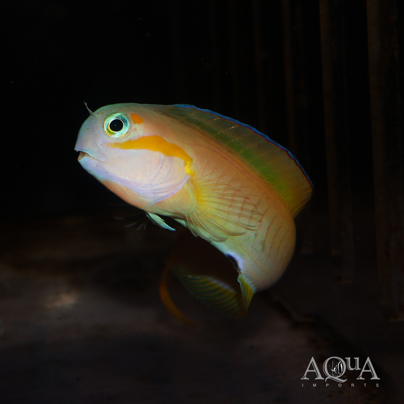 Midas Blenny (Ecsenius midas)