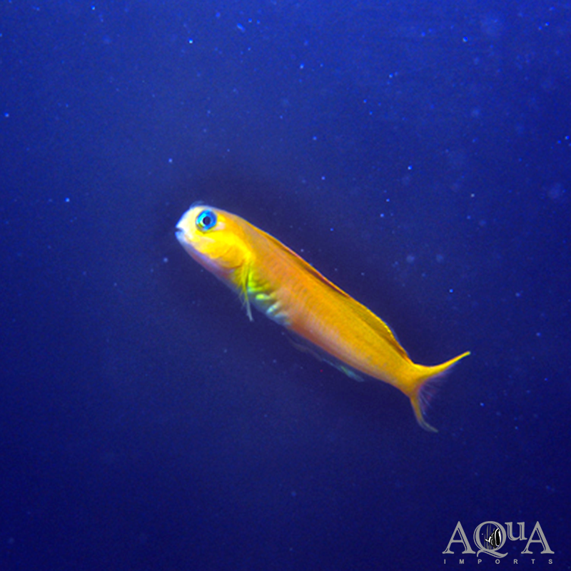 Midas Blenny (Ecsenius midas)