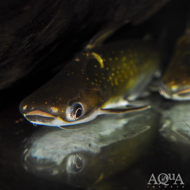 Midnight/Zamora Cunchi Catfish
