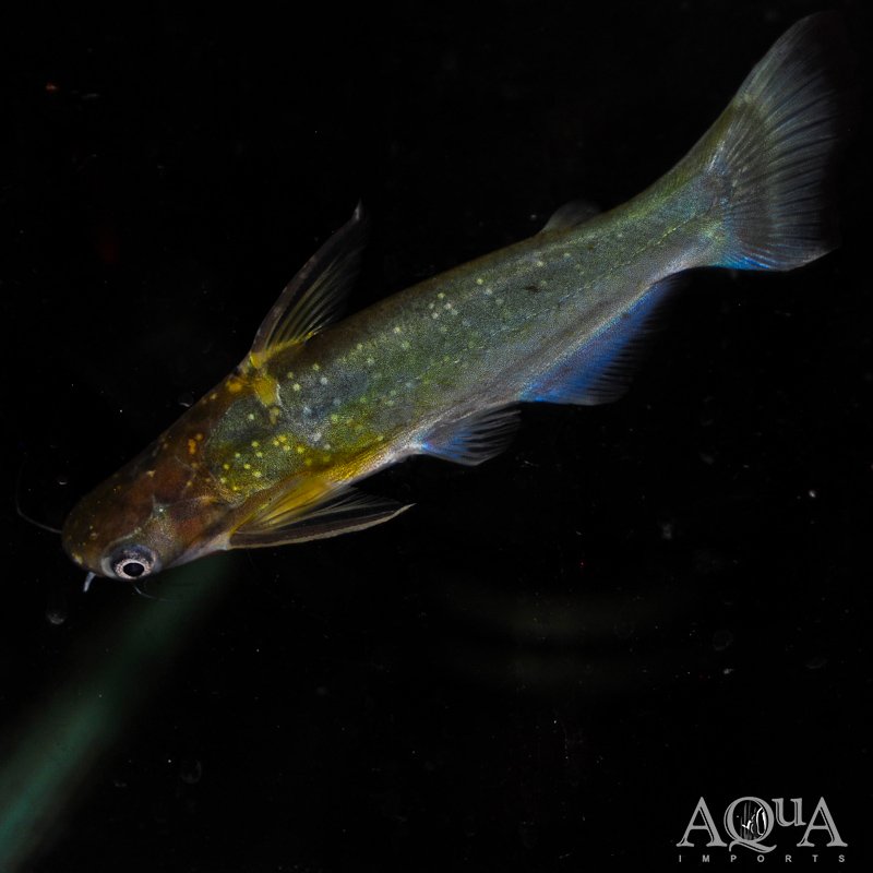 Midnight/Zamora Cunchi Catfish (Auchenipterichthys coracoideus)