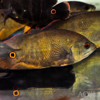 Mikolji Oscar (Astronotus mikolji)