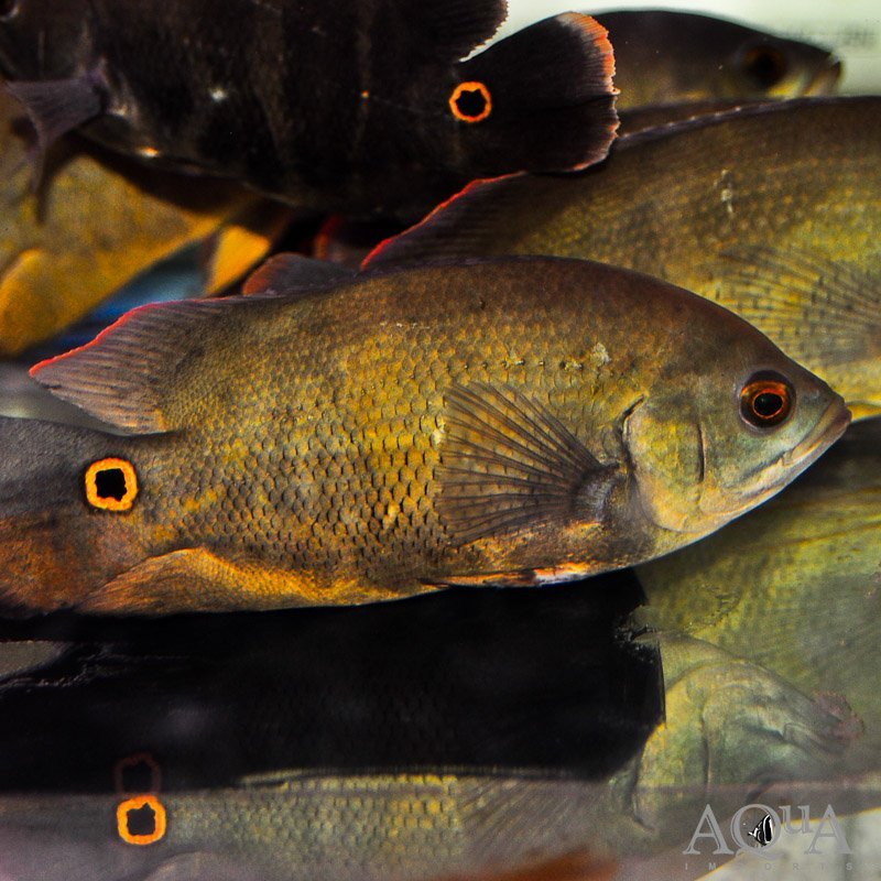 Mikolji Oscar (Astronotus mikolji)