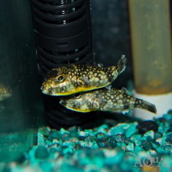Milk-spotted Puffer (Chelonodon patoca)