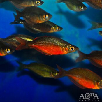 Millennium Rainbow (Glossolepis pseudoincisus)