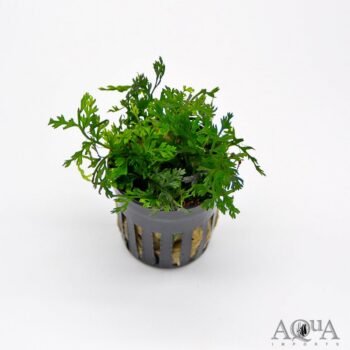Mini Bolbitis heteroclita 'difformis'