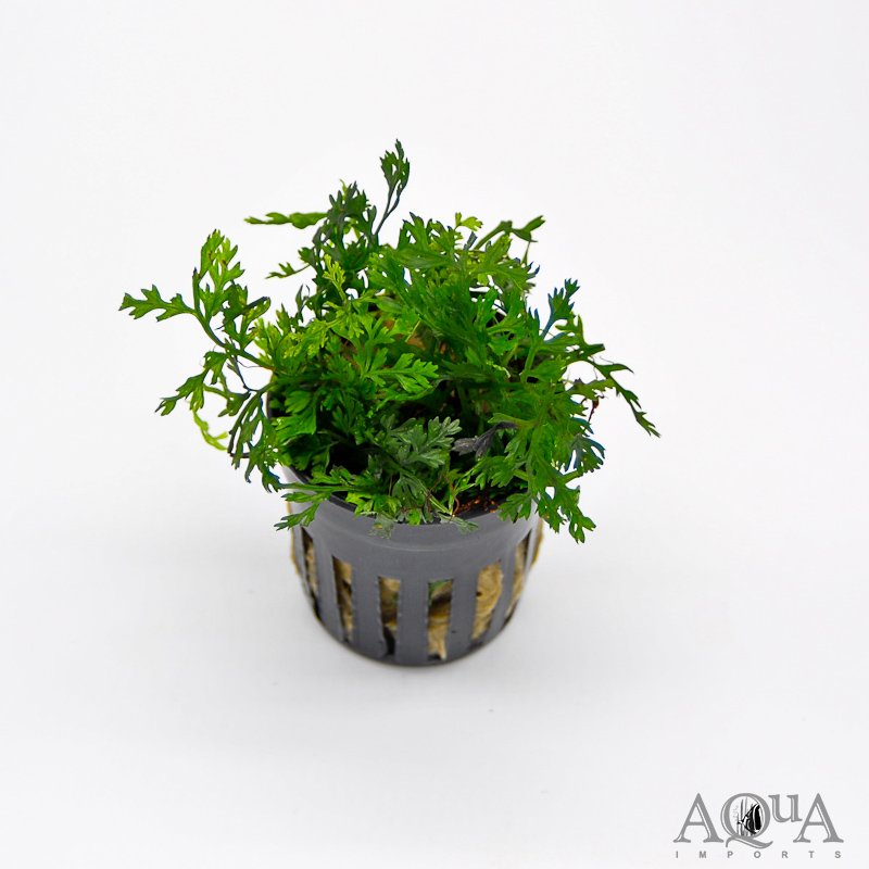 Mini Bolbitis heteroclita 'difformis'