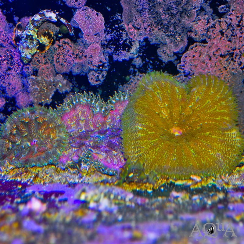 Mini Maxi Carpet Anemone (Stichodactyla tapetum)