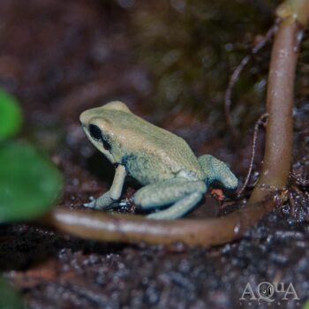 Mint Terribilis Dart Frog (Phyllobates terribilis 'Mint')