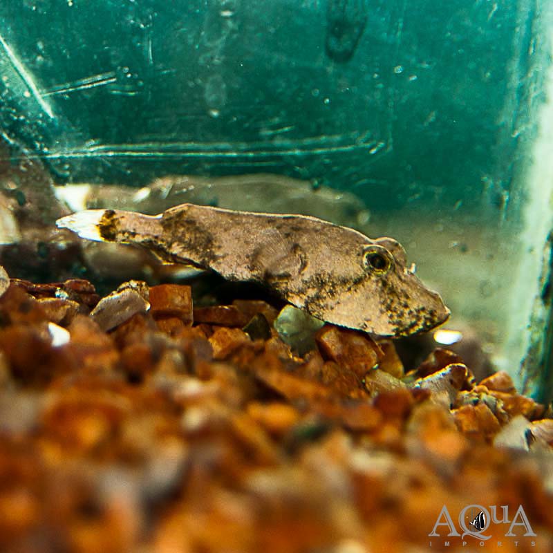 Congo Puffer (Tetraodon miurus)