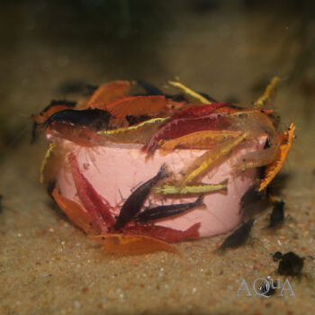 Mixed Color Shrimp (Neocaridina davidi)