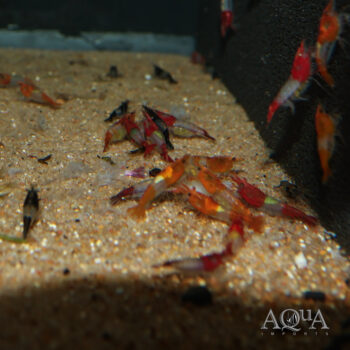 Rili Shrimp