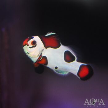 Mocha Storm Clownfish (Amphiprion sp.)