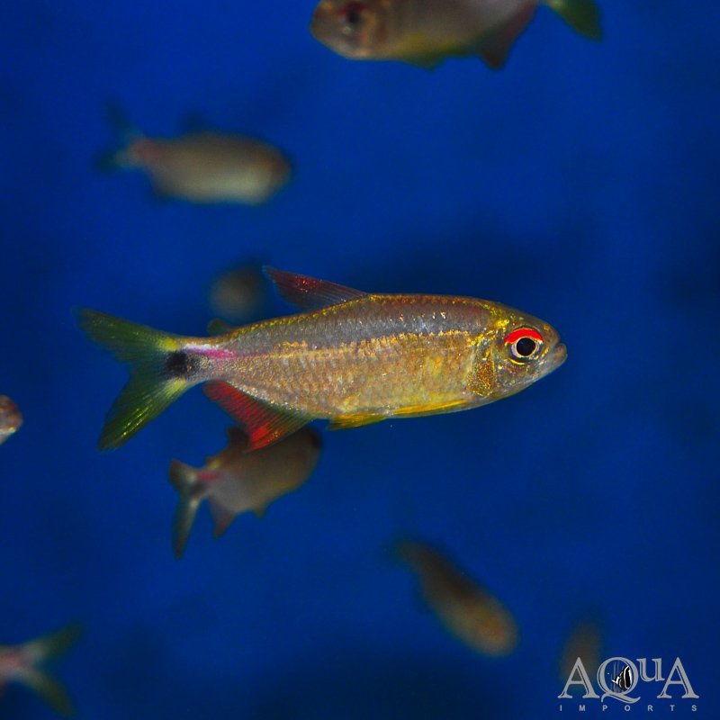 Moenkhausia pretoensis