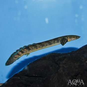 Mokele-Mbembe Bichir (Polypterus mokolembembe)