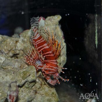 Mombasa Lionfish (Pterois mombasae)