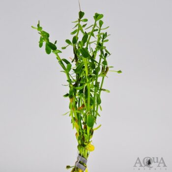 Moneywort (Bacopa monnieri)