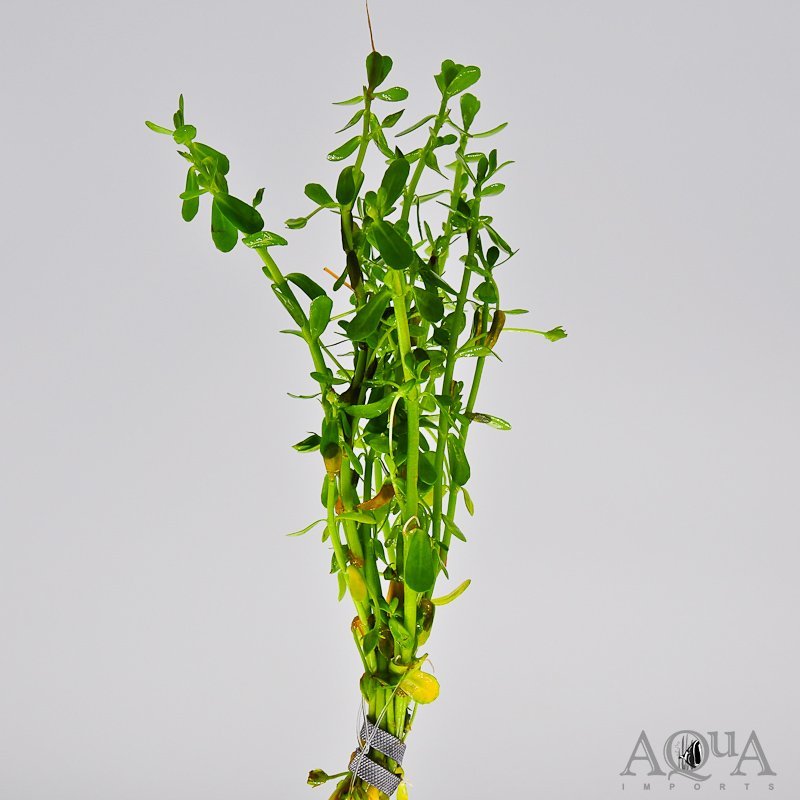 Moneywort (Bacopa monnieri)