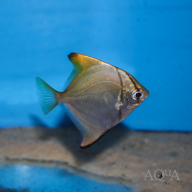 Mono (Monodactylus argenteus)