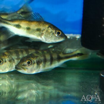 Monoculus Peacock Bass (Cichla cf. monoculus)