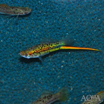 Atoyac Wild Type Green Swordtail (Xiphophorus hellerii ‘Rio Atoyac’)