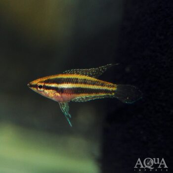 Moonspot Licorice Gourami (Parosphromenus linkei)