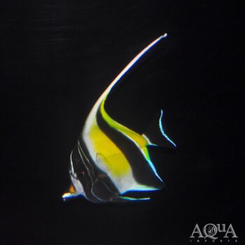Moorish Idol (Zanclus cornutus)