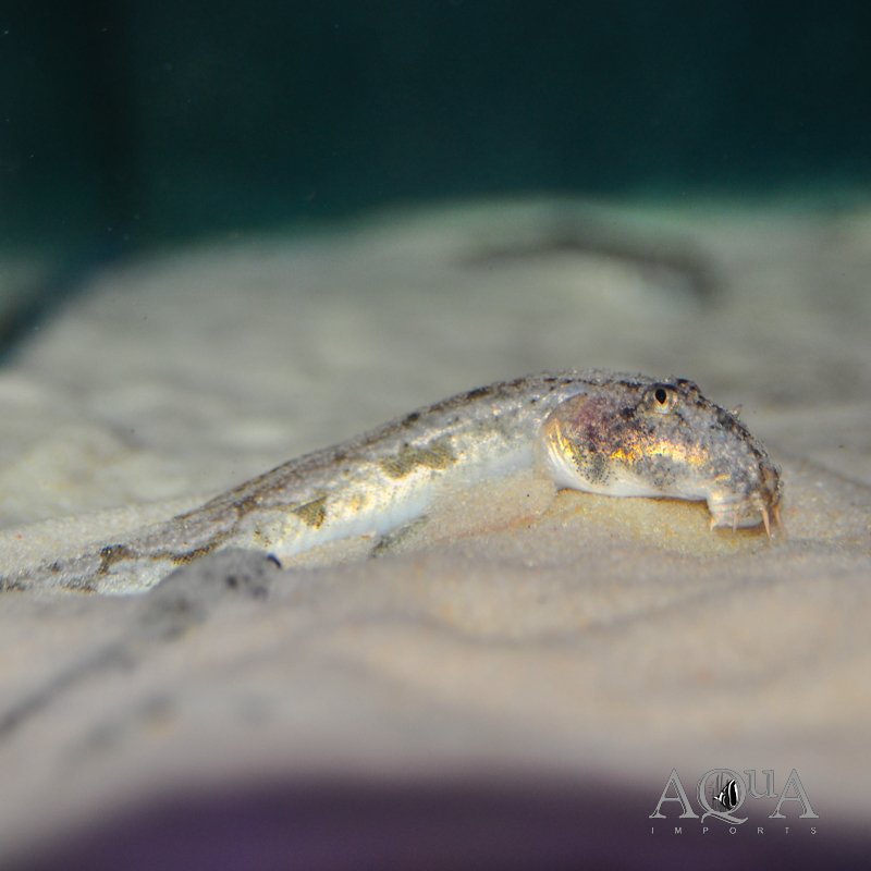 Moose Face Loach (Canthophrys gongota)