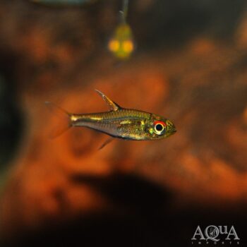 Morse Code Tetra (Hemigrammus sp. Morse Code)