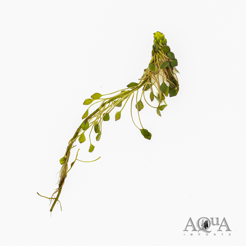 Mosaic Plant (Ludwigia sedioides)