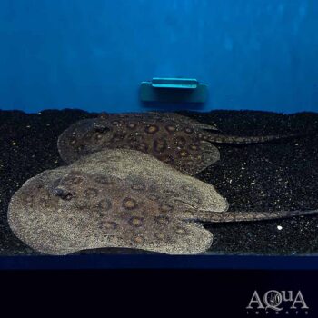 Motoro Stingray (Potamotrygon motoro)