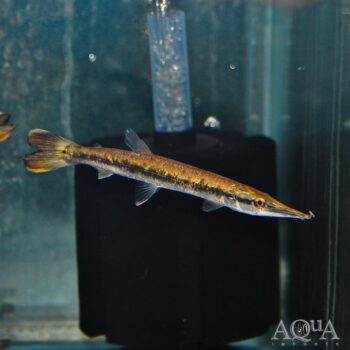 Mottled Pike Characin (Boulengerella lucius)