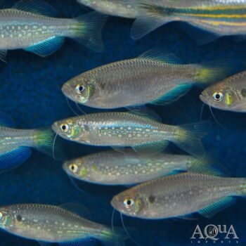 Moustache Danio (Danio dangila)