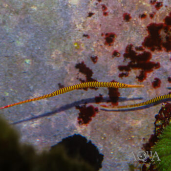 Multi Banded Pipefish (Doryrhamphus pessuliferus)