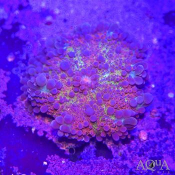 Multicolor Yuma Ricordea (Ricordea yuma)