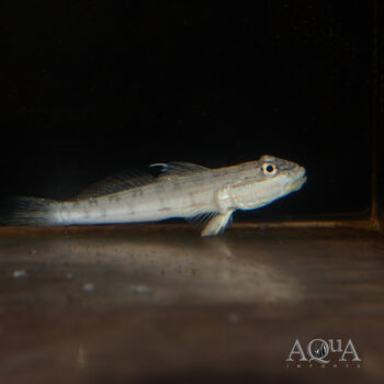 Mural Sleeper Goby (Valenciennea muralis)