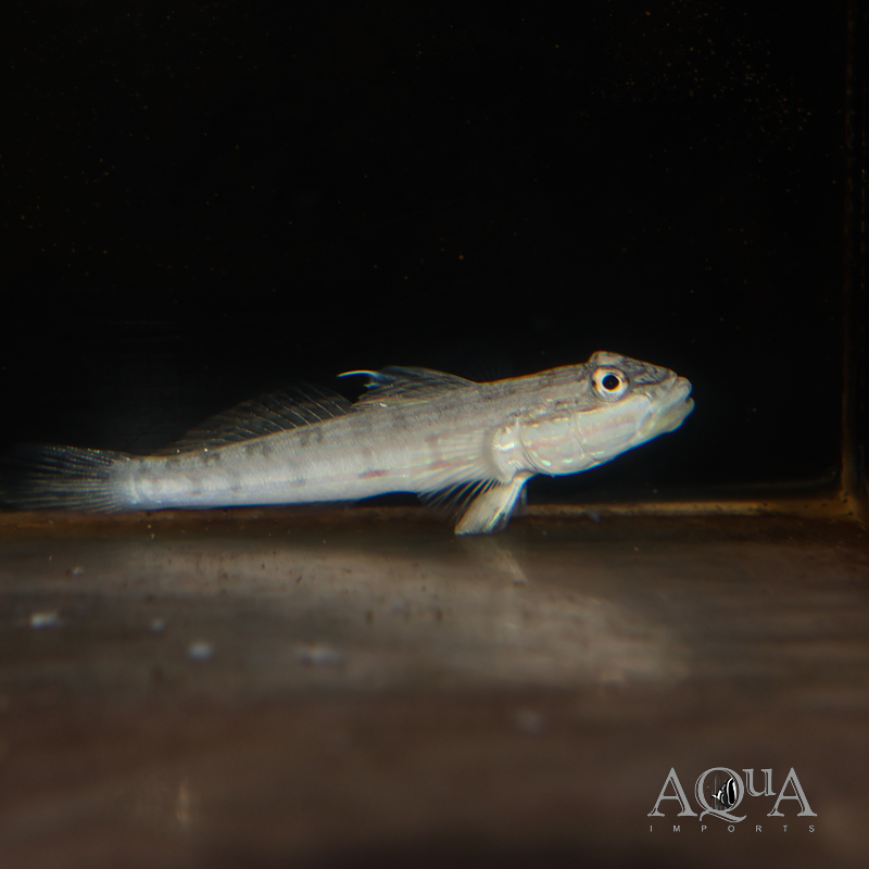 Mural Sleeper Goby (Valenciennea muralis)
