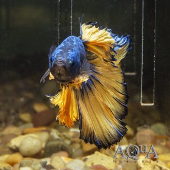 Mustard Gas Halfmoon Betta Male (Betta splendens)