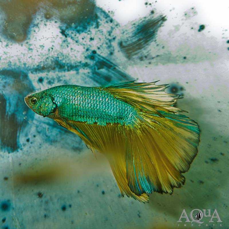 Mustard Gas Halfmoon Betta Male (Betta splendens)