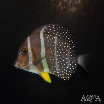 Mustard Tang (Acanthurus guttatus)