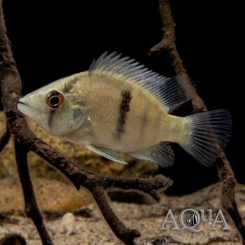 Myersi Basketmouth Cichlid (Caquetaia myersi)