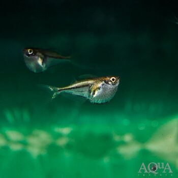Myersi Pygmy Hatchet (Carnegiella myersi)