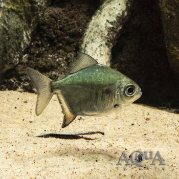 Zebra Silver Dollar (Myleus sp. "Zebra")