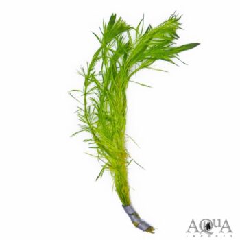 Myrio Filigree (Myriophyllum simulan)