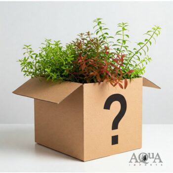 Aquarium Plant Mystery Pack
