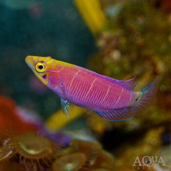 Mystery Wrasse (Pseudocheilinus ocellatus)
