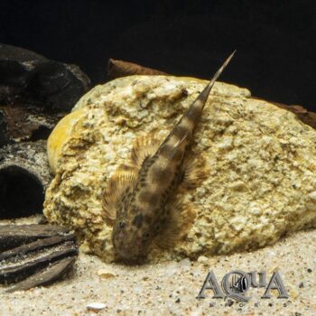 Nan Hillstream Loach (Hemimyzon nanensis)