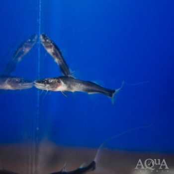 Nanay Dorado Catfish (Brachyplatystoma rousseauxii)