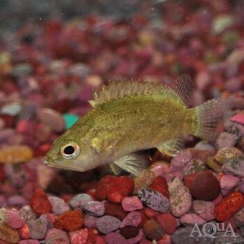 Nandus Leaf Fish (Nandus nandus)